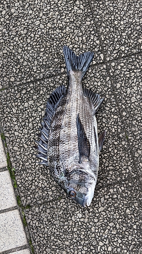 クロダイの釣果