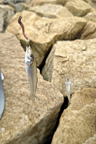 キスの釣果