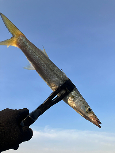 カマスの釣果