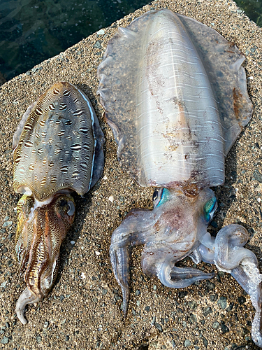 アオリイカの釣果