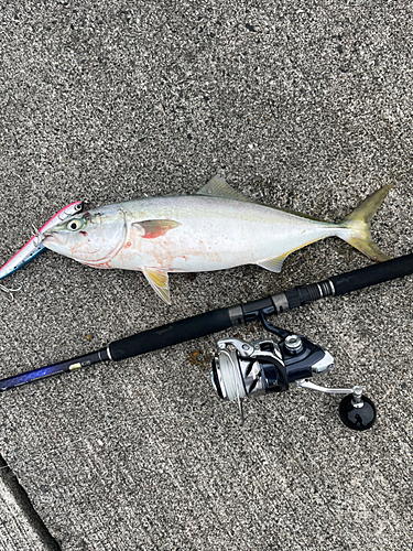 ヤズの釣果