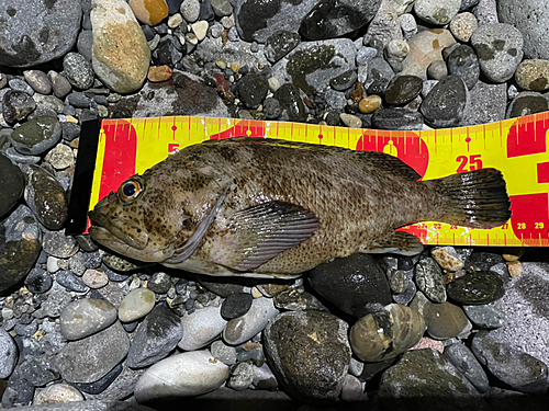 ソイの釣果