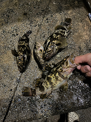 タケノコメバルの釣果