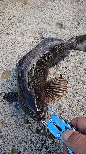 アブラコの釣果