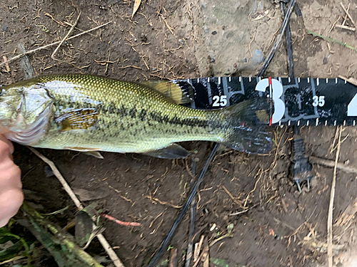 ブラックバスの釣果