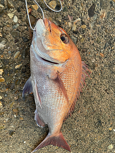 マダイの釣果