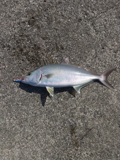 カンパチの釣果