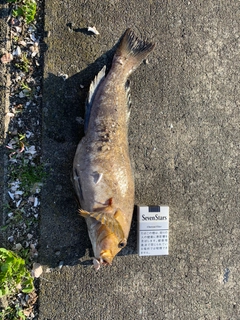 アイナメの釣果