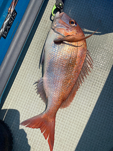 マダイの釣果