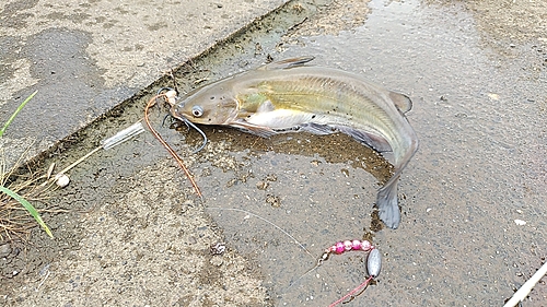 アメリカナマズの釣果