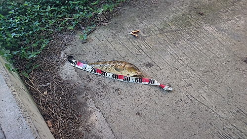 コイの釣果