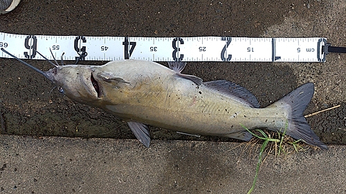 アメリカナマズの釣果