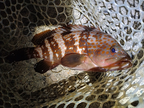 キジハタの釣果