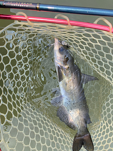 アメリカナマズの釣果