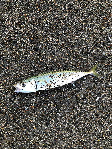 サバの釣果