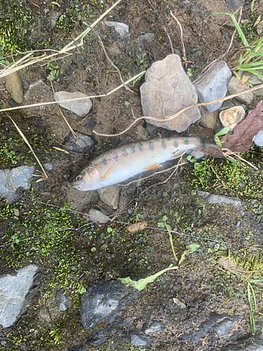 ヤマメの釣果