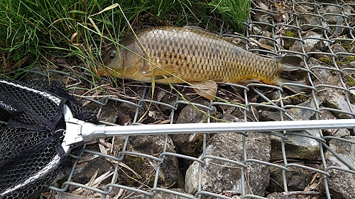 コイの釣果