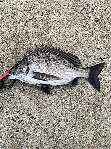 チヌの釣果