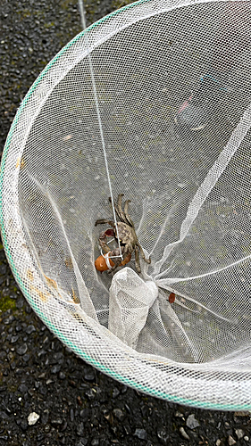 カニの釣果