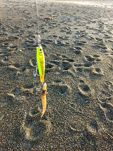 カマスの釣果