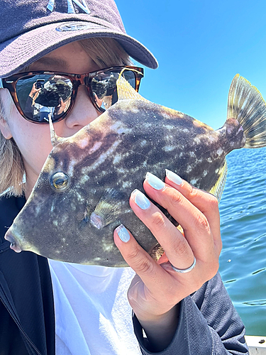 カワハギの釣果