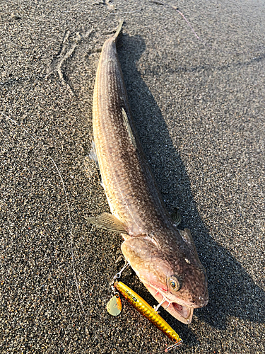 エソの釣果