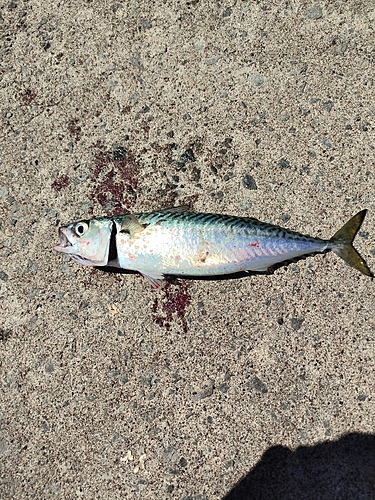 サバの釣果