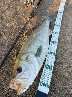 スズキの釣果