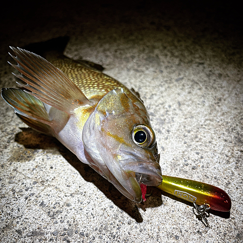 エゾメバルの釣果