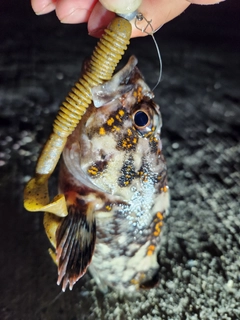 オウゴンムラソイの釣果