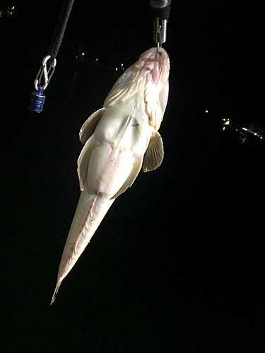 コチの釣果