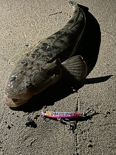 マゴチの釣果