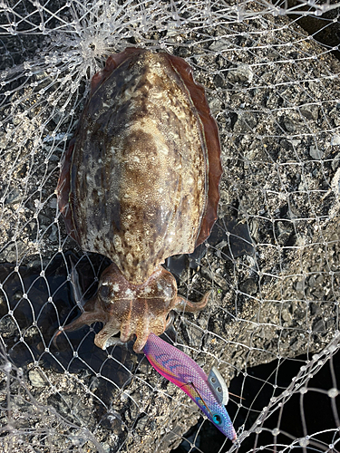 コウイカの釣果