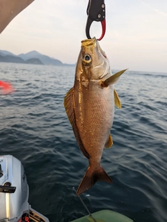 イサキの釣果