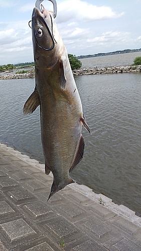 アメリカナマズの釣果