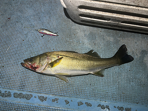 シーバスの釣果