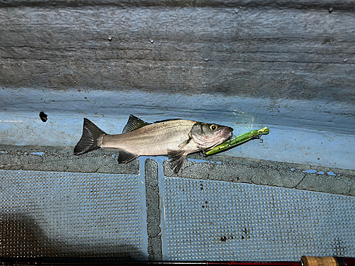 ヒラスズキの釣果