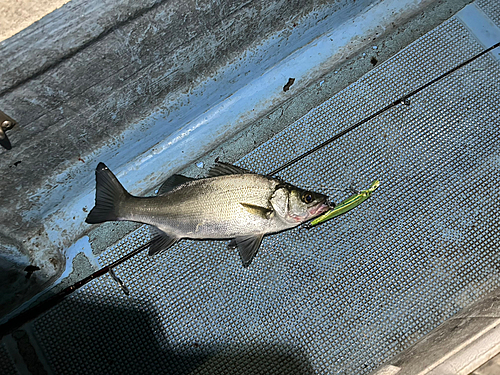 ヒラスズキの釣果