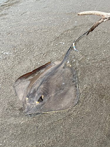 アカエイの釣果