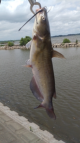 アメリカナマズの釣果