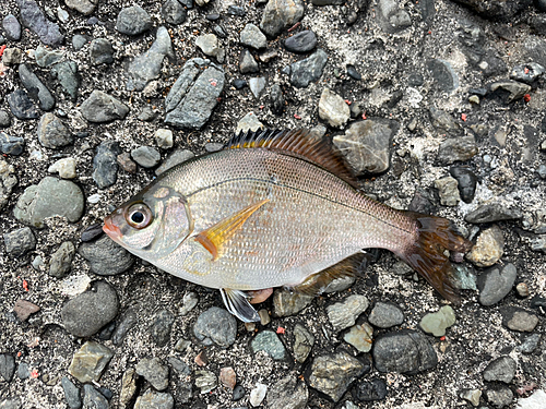 ウミタナゴの釣果