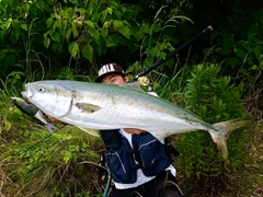 ブリの釣果