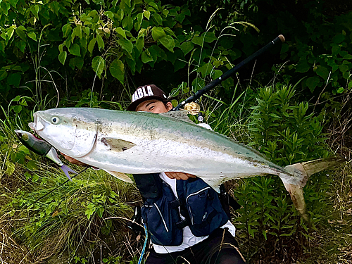 ブリの釣果