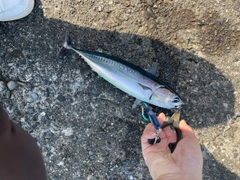 ソウダガツオの釣果