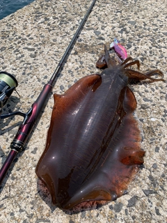 アオリイカの釣果