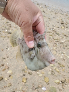 カワハギの釣果