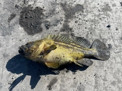 ソイの釣果