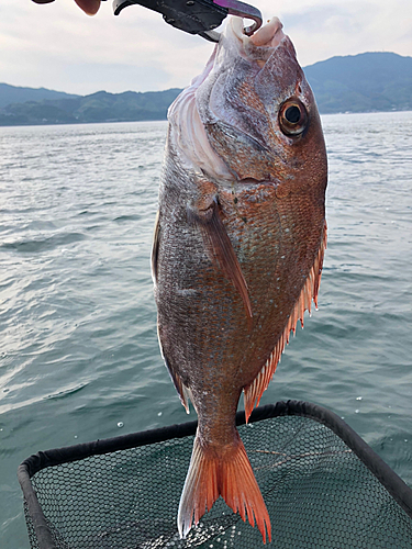 タイの釣果