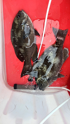 クチブトグレの釣果