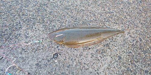 シタビラメの釣果